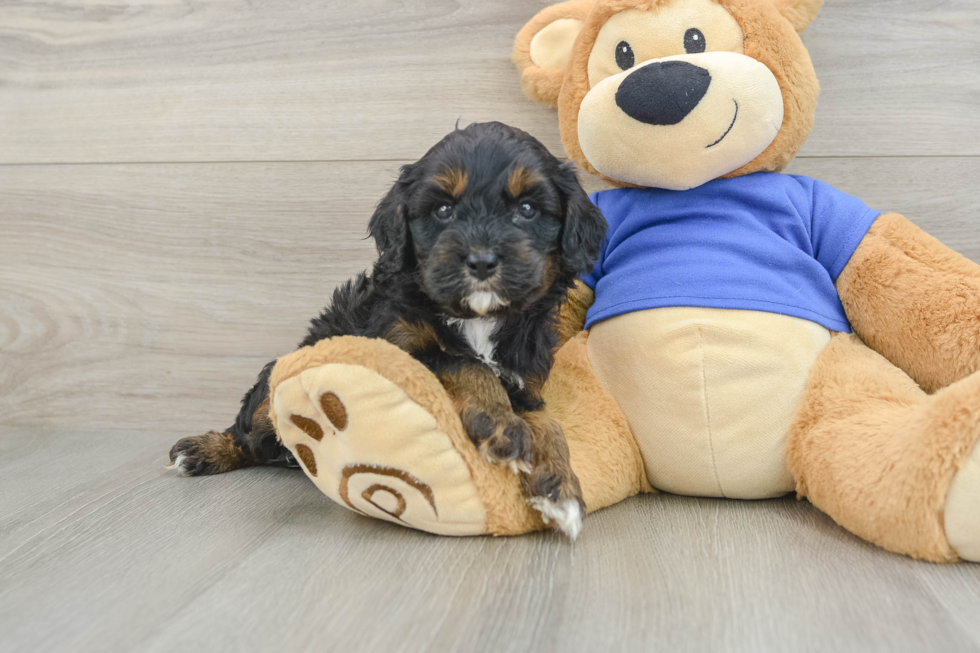 Adorable Cavalier King Charles Spaniel and Poodle Mix Poodle Mix Puppy