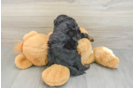 Hypoallergenic Cavadoodle Poodle Mix Puppy