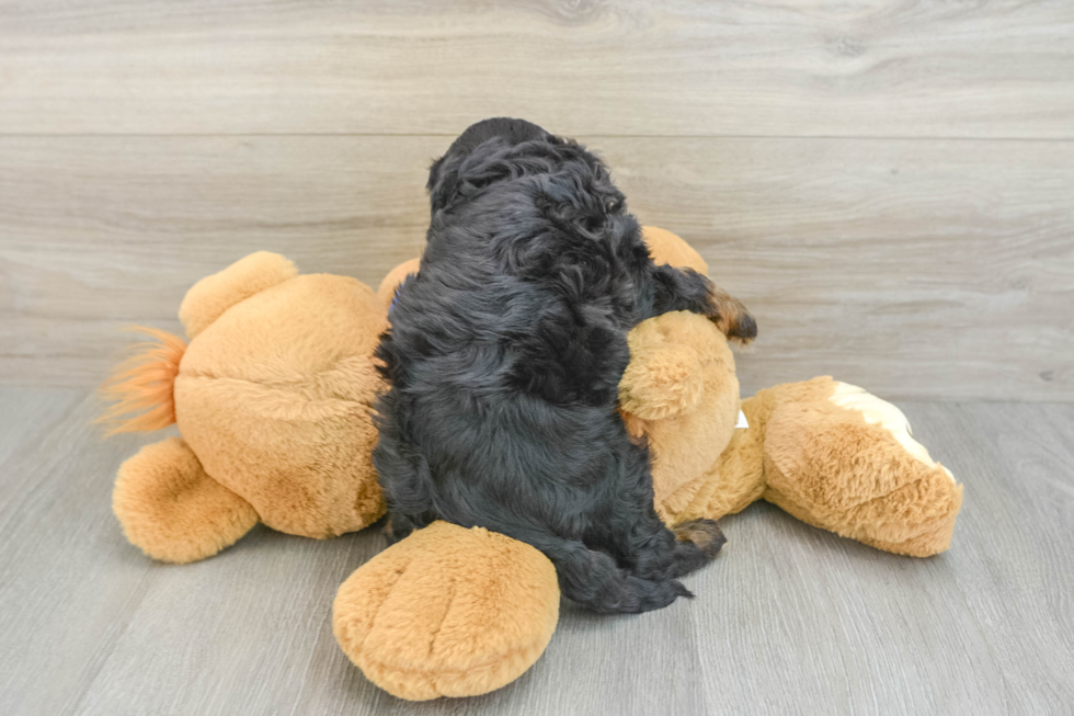 Hypoallergenic Cavadoodle Poodle Mix Puppy