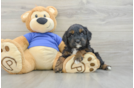 Best Cavapoo Baby
