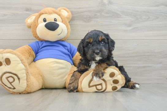 Best Cavapoo Baby