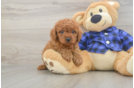 Hypoallergenic Cavadoodle Poodle Mix Puppy