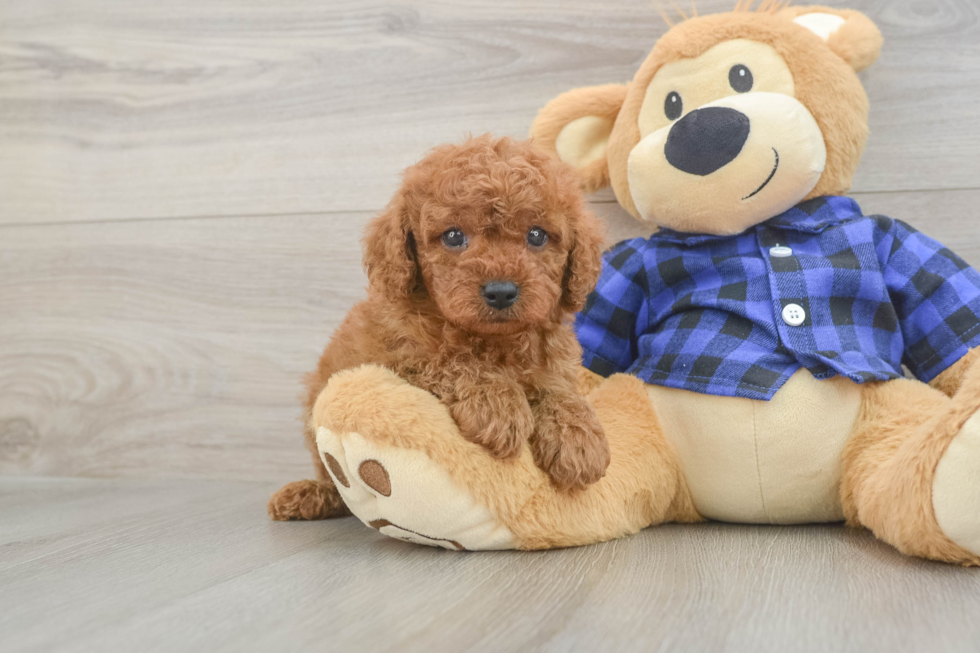 Hypoallergenic Cavadoodle Poodle Mix Puppy