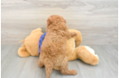 Petite Cavapoo Poodle Mix Pup