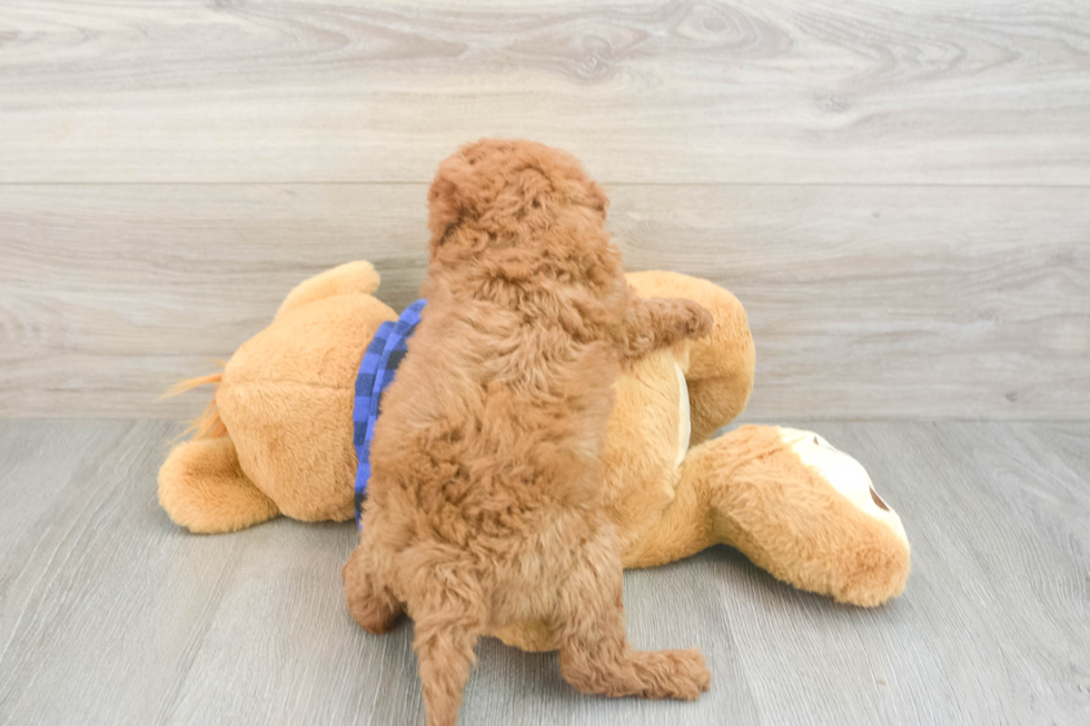Petite Cavapoo Poodle Mix Pup