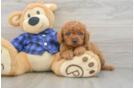 Popular Cavapoo Poodle Mix Pup