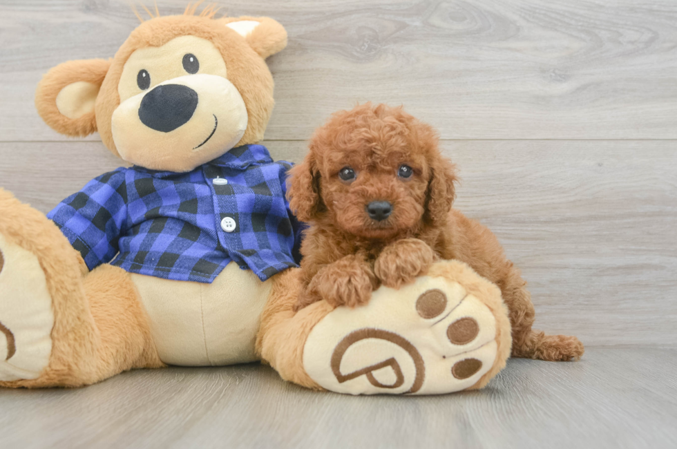 6 week old Cavapoo Puppy For Sale - Florida Fur Babies