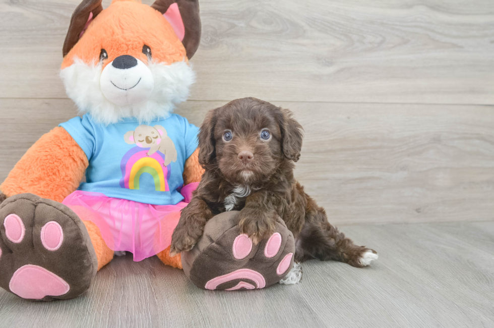 5 week old Cavapoo Puppy For Sale - Florida Fur Babies