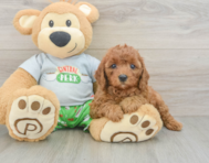 8 week old Cavapoo Puppy For Sale - Florida Fur Babies