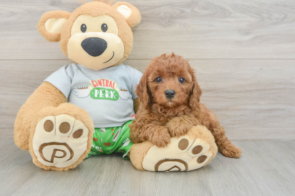 5 week old Cavapoo Puppy For Sale - Florida Fur Babies
