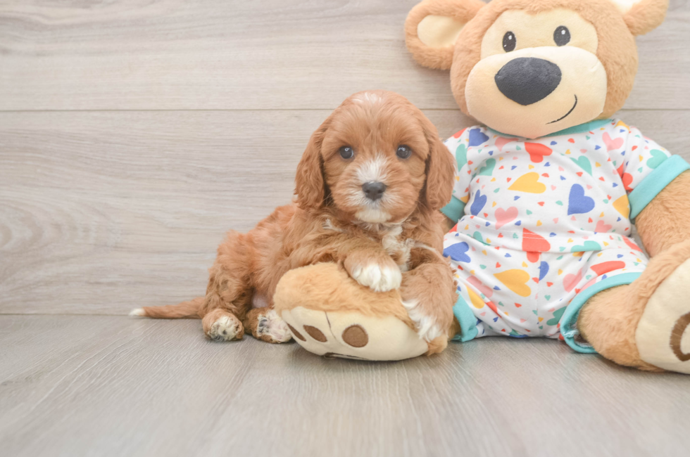 6 week old Cavapoo Puppy For Sale - Florida Fur Babies