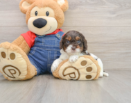 8 week old Cavapoo Puppy For Sale - Florida Fur Babies