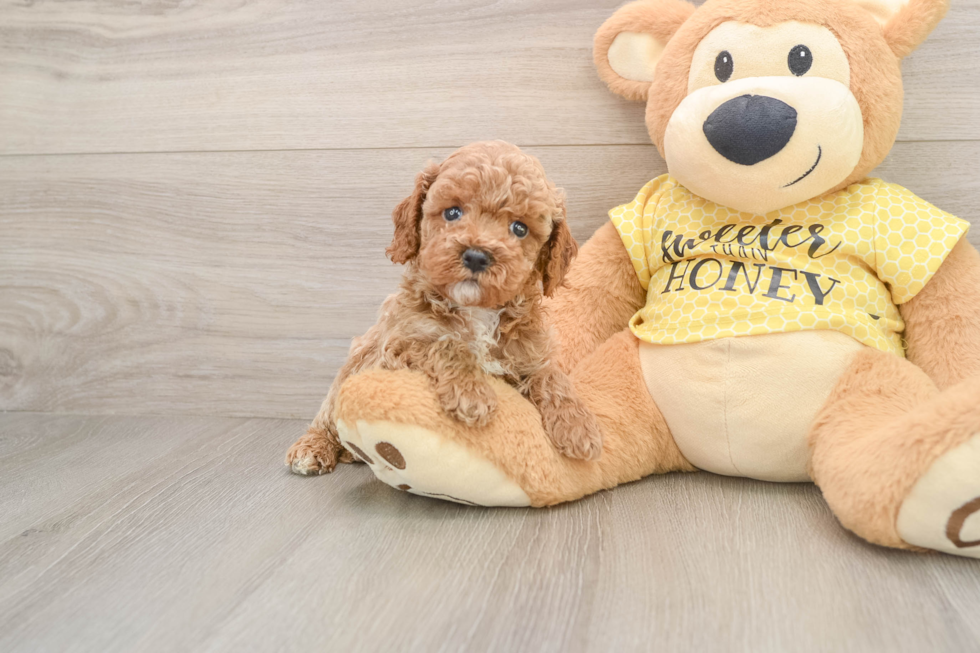 Cavapoo Puppy for Adoption
