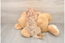 Cavapoo Pup Being Cute