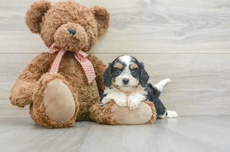 7 week old Cavapoo Puppy For Sale - Florida Fur Babies