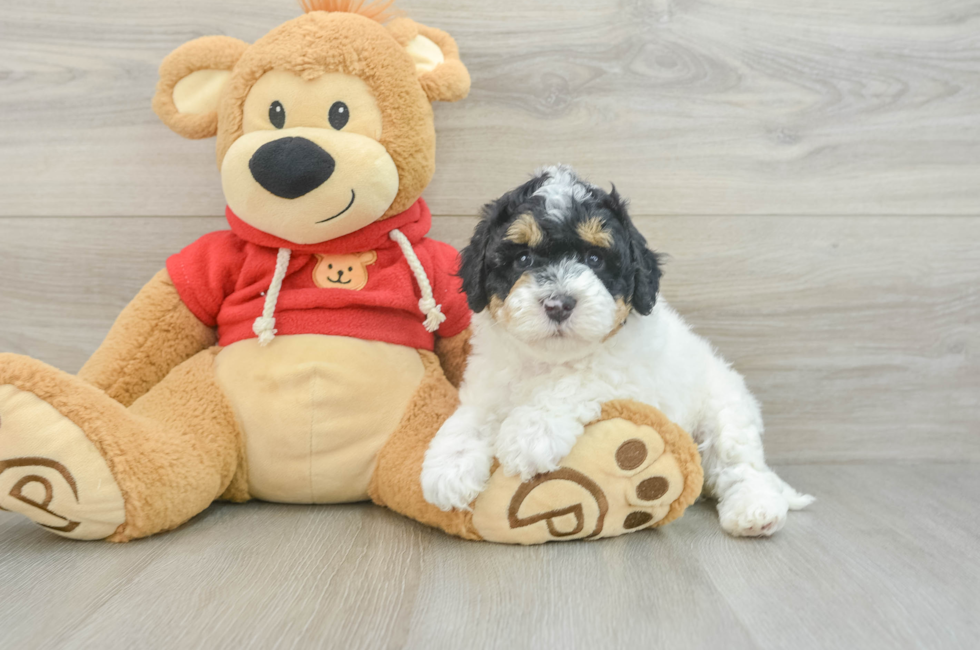 7 week old Cavapoo Puppy For Sale - Florida Fur Babies