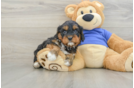 Playful Cavapoodle Poodle Mix Puppy