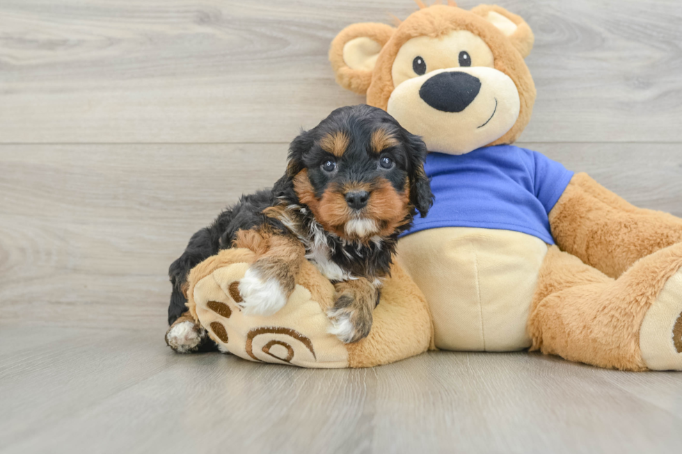 Playful Cavapoodle Poodle Mix Puppy