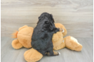 Best Cavapoo Baby