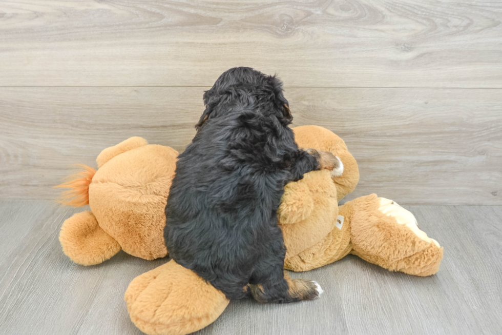 Best Cavapoo Baby