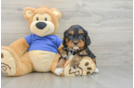 Best Cavapoo Baby