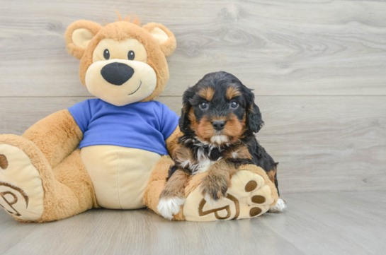 Best Cavapoo Baby