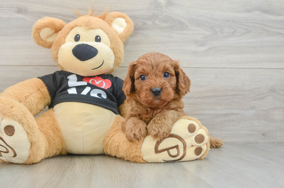 7 week old Cavapoo Puppy For Sale - Florida Fur Babies