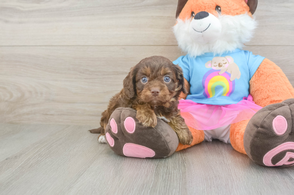 5 week old Cavapoo Puppy For Sale - Florida Fur Babies