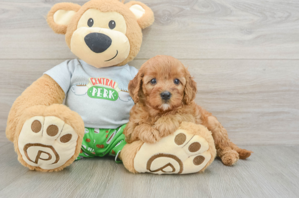 5 week old Cavapoo Puppy For Sale - Florida Fur Babies