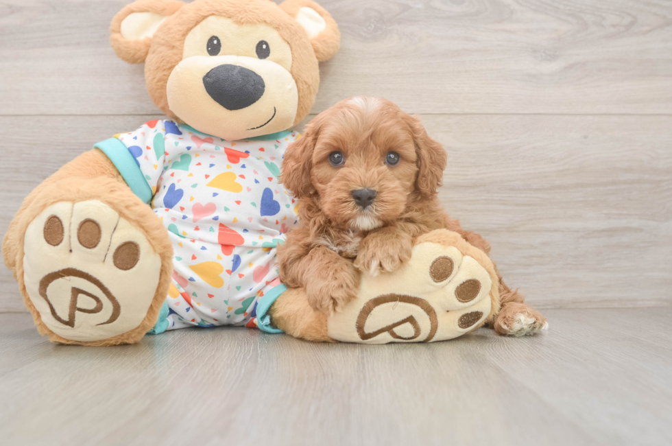 6 week old Cavapoo Puppy For Sale - Florida Fur Babies