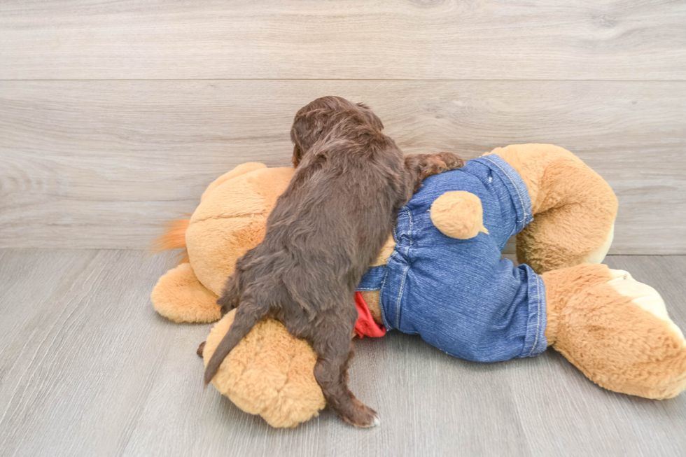Fluffy Cavapoo Poodle Mix Pup