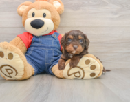8 week old Cavapoo Puppy For Sale - Florida Fur Babies