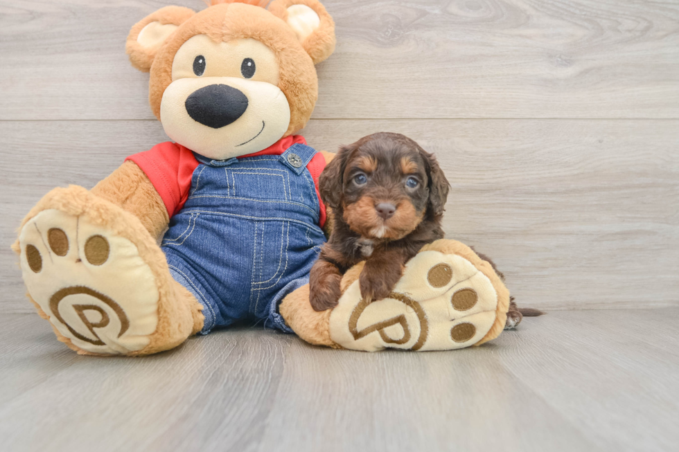 Best Cavapoo Baby