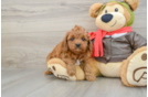 Best Cavapoo Baby