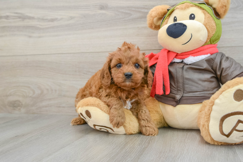 Best Cavapoo Baby