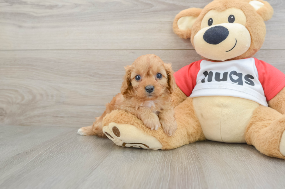 7 week old Cavapoo Puppy For Sale - Florida Fur Babies