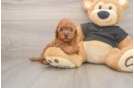 Small Cavapoo Baby
