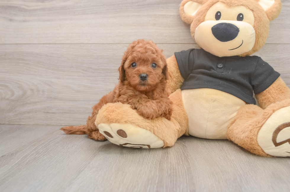 5 week old Cavapoo Puppy For Sale - Florida Fur Babies