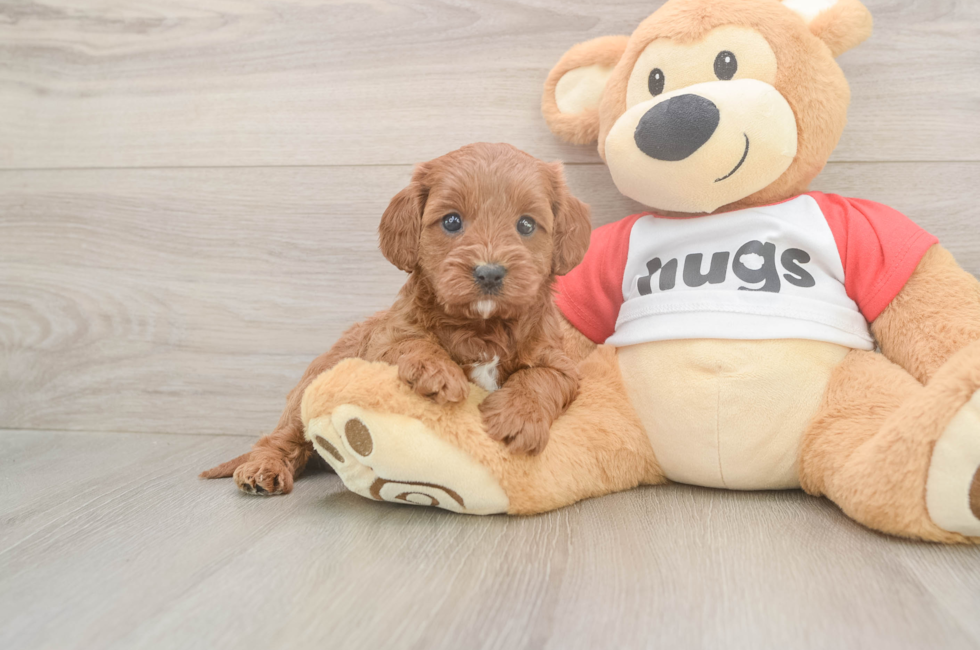 5 week old Cavapoo Puppy For Sale - Florida Fur Babies
