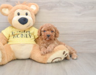 8 week old Cavapoo Puppy For Sale - Florida Fur Babies