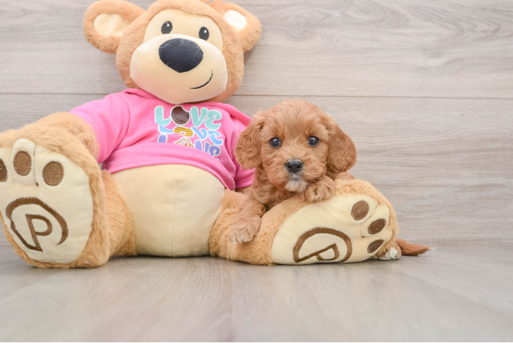 Hypoallergenic Cavadoodle Poodle Mix Puppy