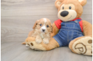Hypoallergenic Cavadoodle Poodle Mix Puppy
