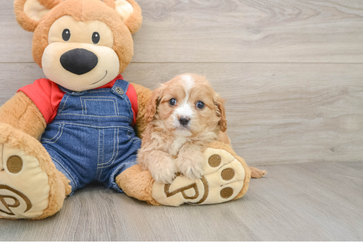 Cavapoo Pup Being Cute