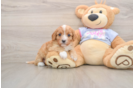 Fluffy Cavapoo Poodle Mix Pup