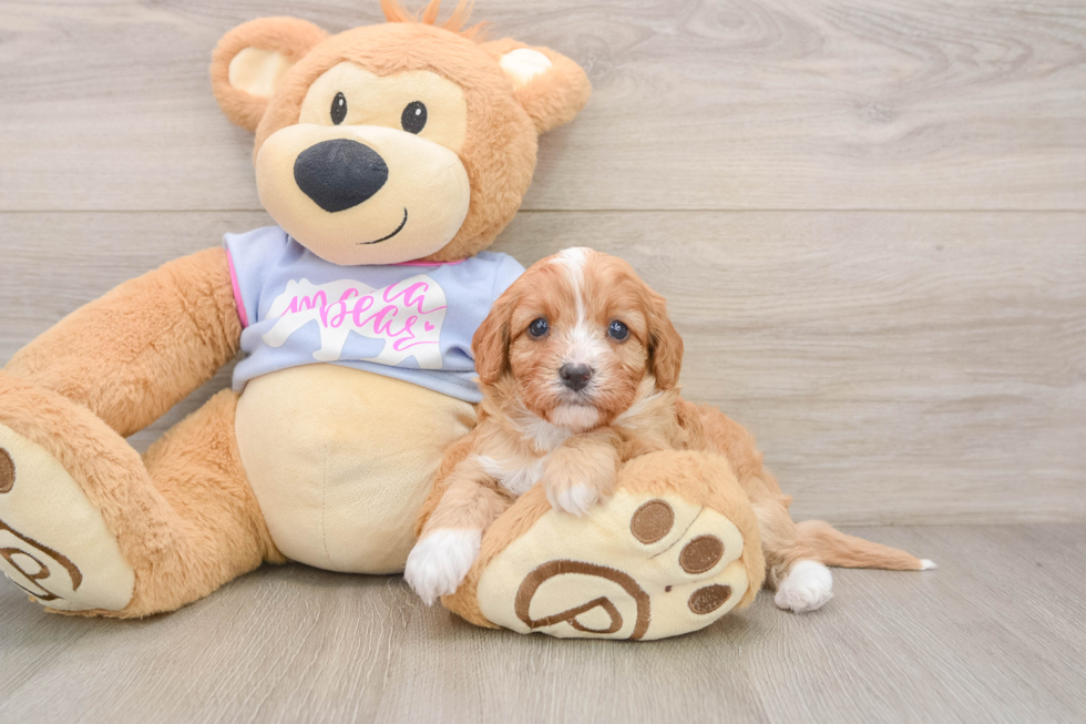 Little Cavipoo Poodle Mix Puppy