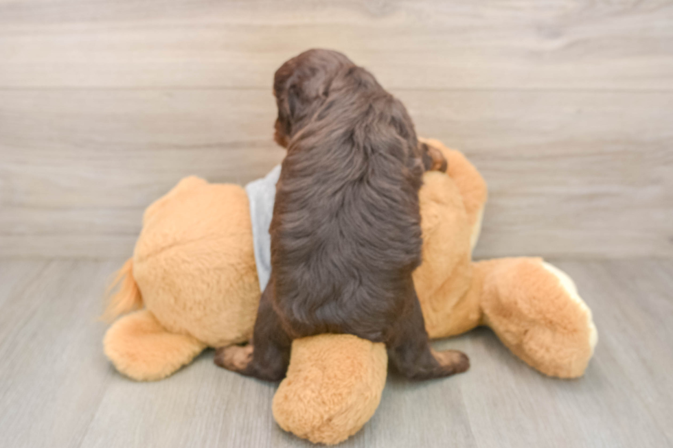 Smart Cavapoo Poodle Mix Pup