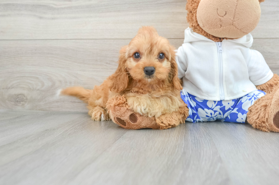 10 week old Cavapoo Puppy For Sale - Florida Fur Babies