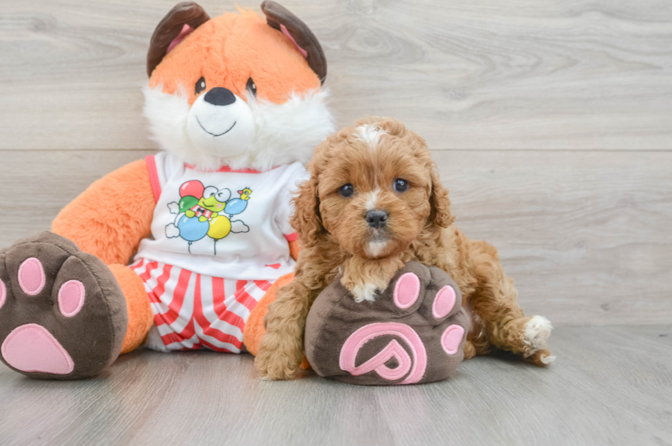 5 week old Cavapoo Puppy For Sale - Florida Fur Babies