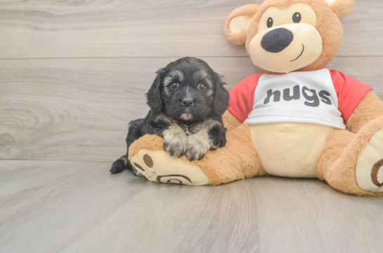 5 week old Cavapoo Puppy For Sale - Florida Fur Babies Best Cavapoo Baby