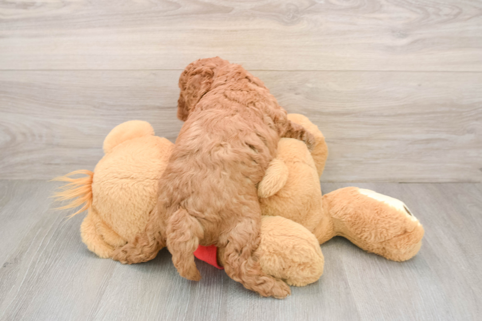 Cavapoo Puppy for Adoption